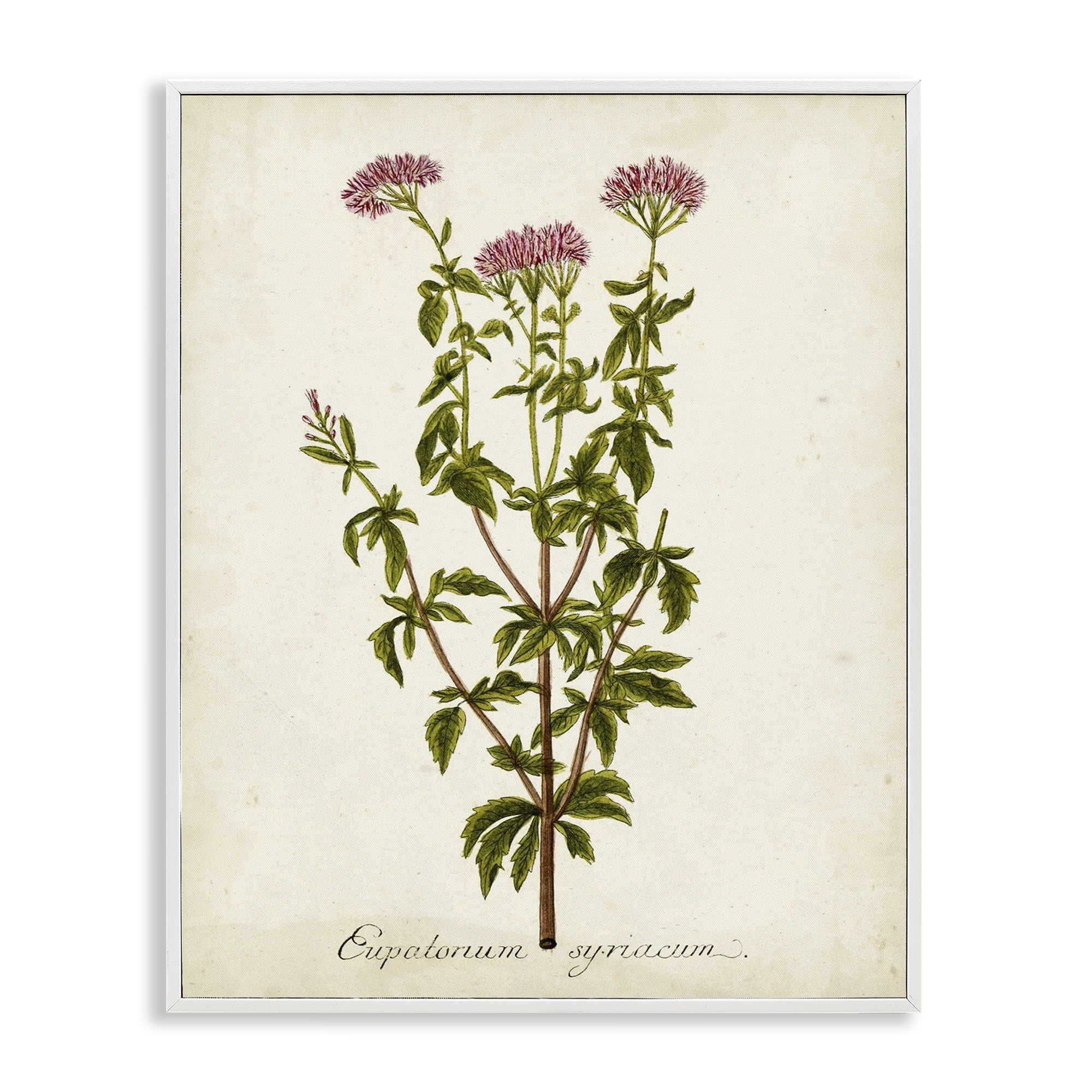 Stupell Industries Scientific Flower Study Botanical & Floral Painting White Framed Art Print Wall Art, 11 x 14