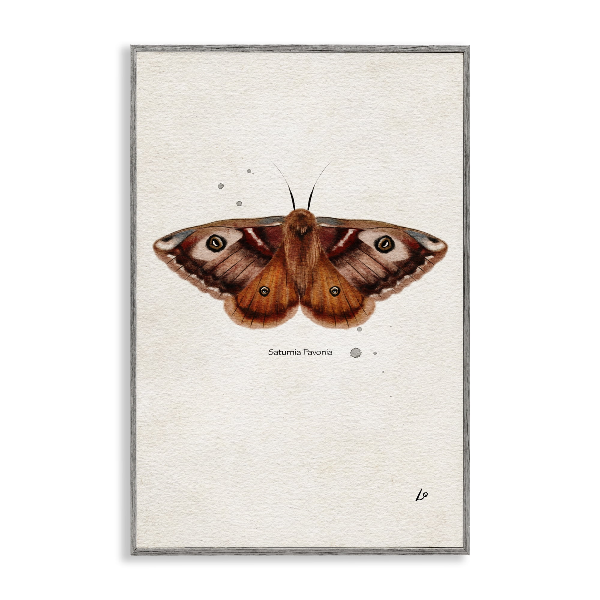 Stupell Industries Scientific Orange Moth Insects Painting Gray Framed Art Print Wall Art, 20 x 30