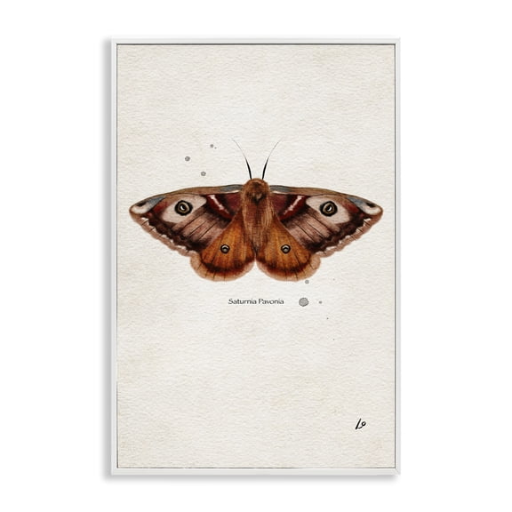 Stupell Industries Scientific Orange Moth Insects Painting White Framed Art Print Wall Art, 20 x 30