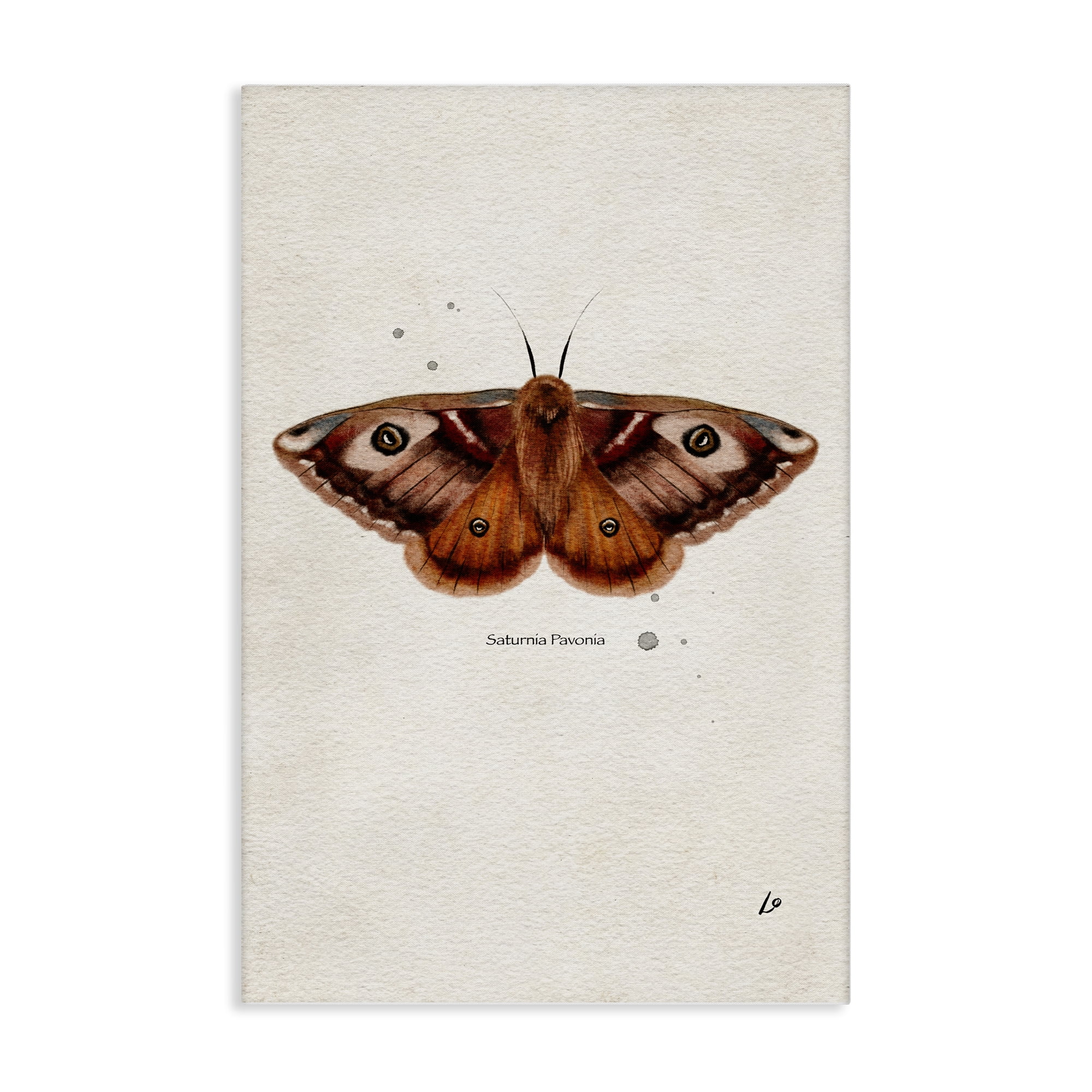Stupell Industries Scientific Orange Moth Insects Painting Wrapped Canvas Art Print Wall Art, 16 x 24