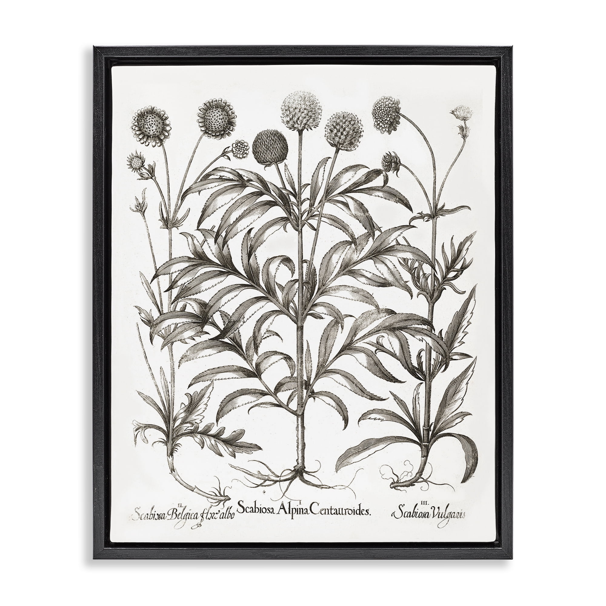 Stupell Industries Scientific Vintage Flowers Botanical & Floral Painting Black Floater Framed Art Print Wall Art, 17 x 21