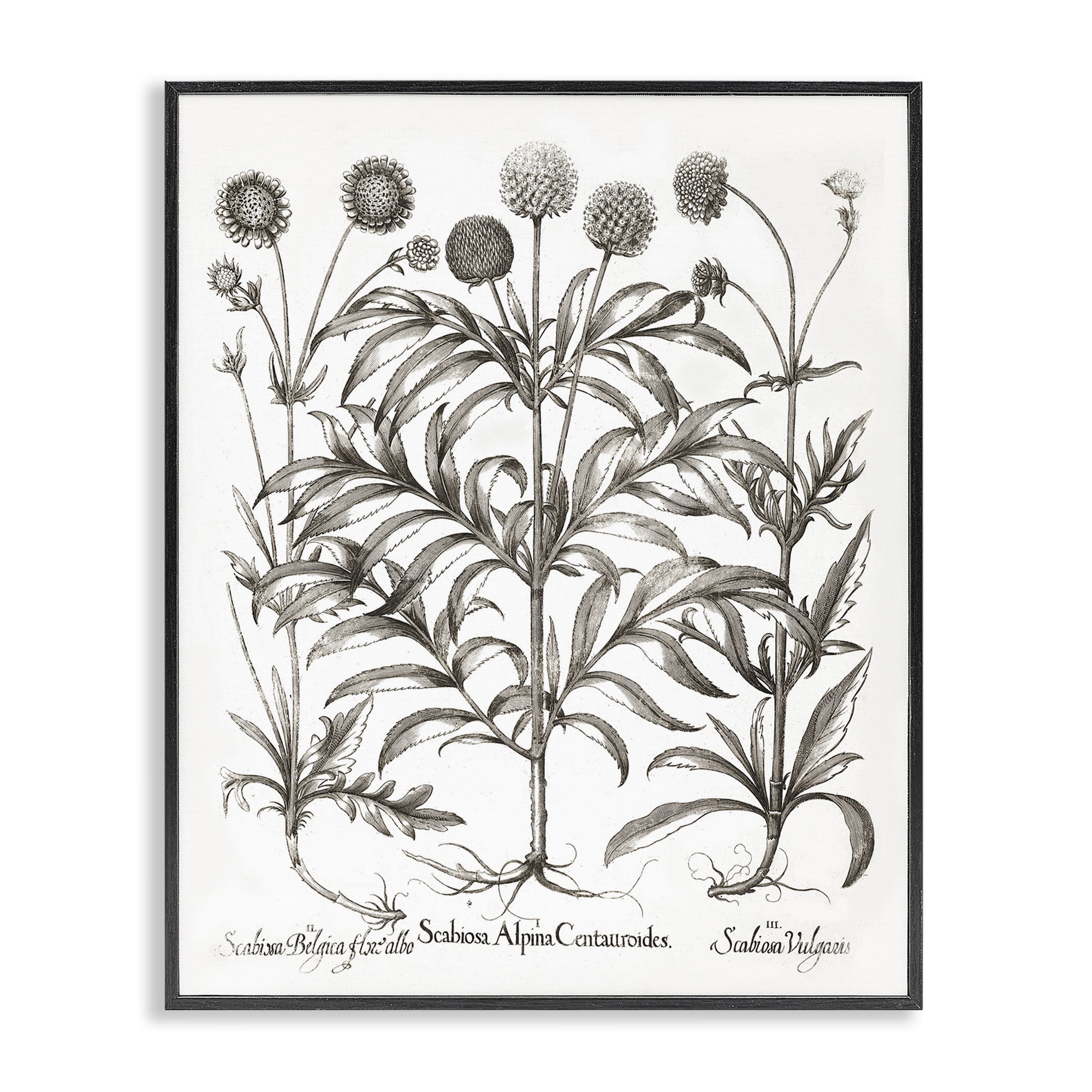 Stupell Industries Scientific Vintage Flowers Botanical & Floral Painting Black Framed Art Print Wall Art, 11 x 14