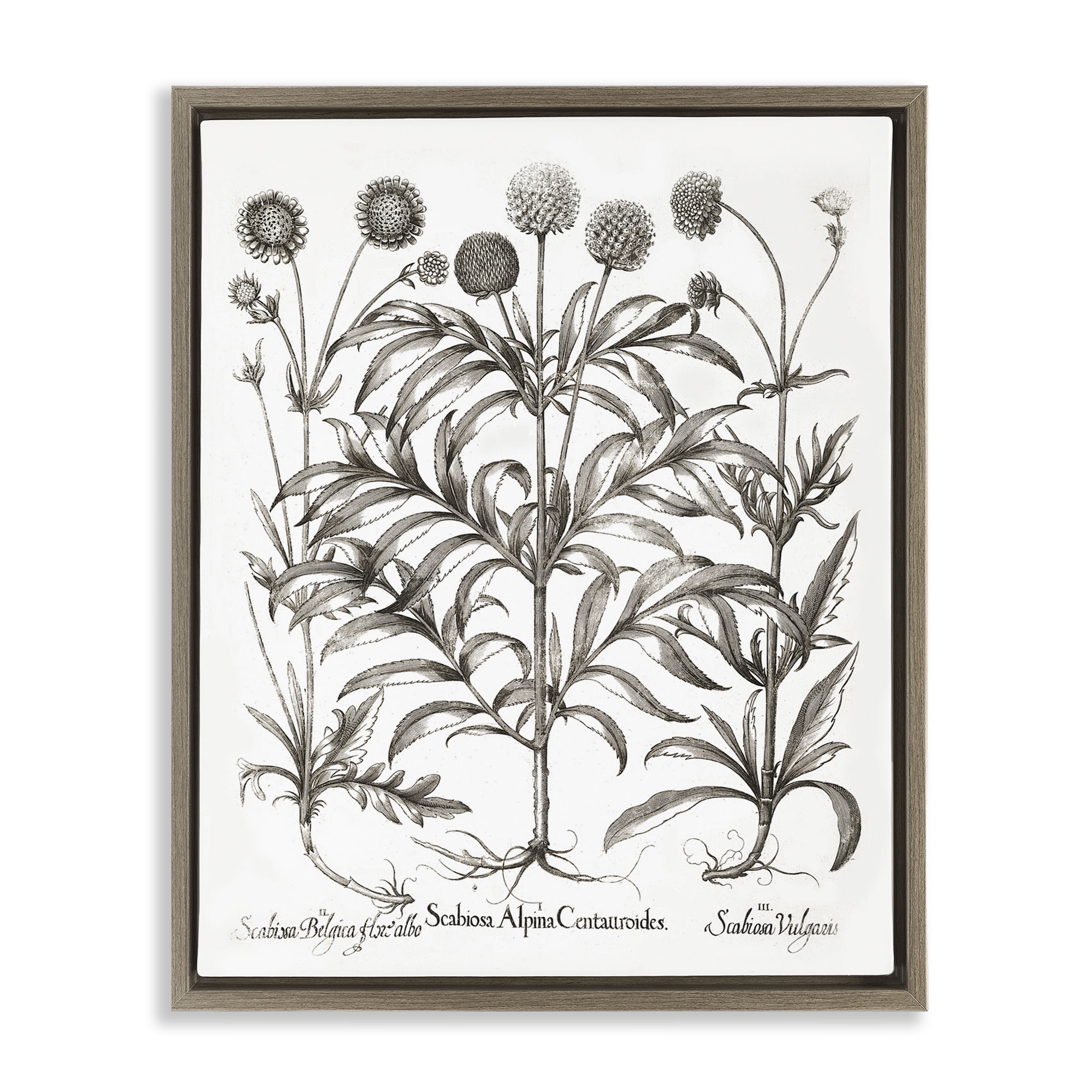 Stupell Industries Scientific Vintage Flowers Botanical & Floral Painting Brown Floater Framed Art Print Wall Art, 25 x 31