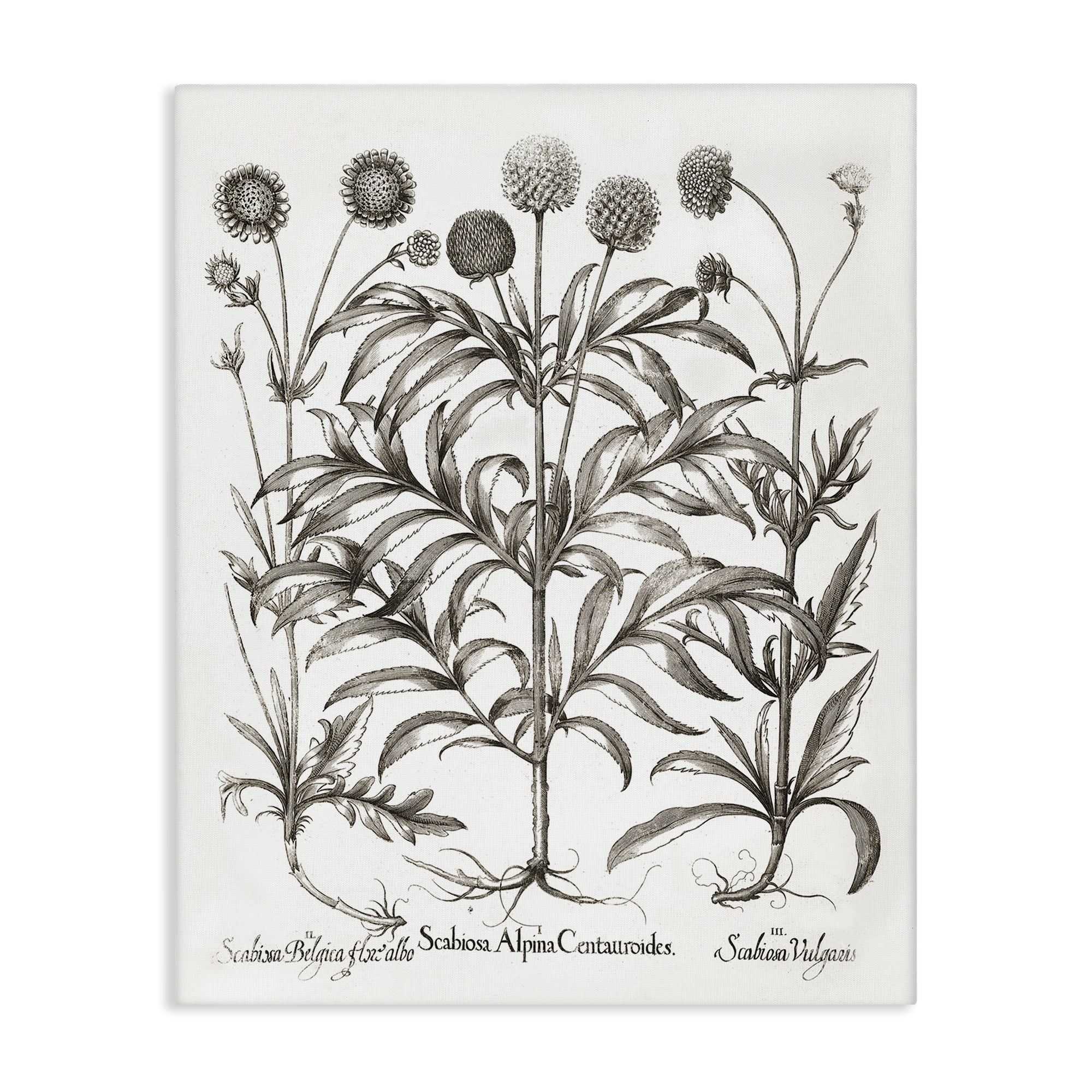 Stupell Industries Scientific Vintage Flowers Botanical & Floral Painting Gallery Wrapped Canvas Art Print Wall Art, 36 x 48