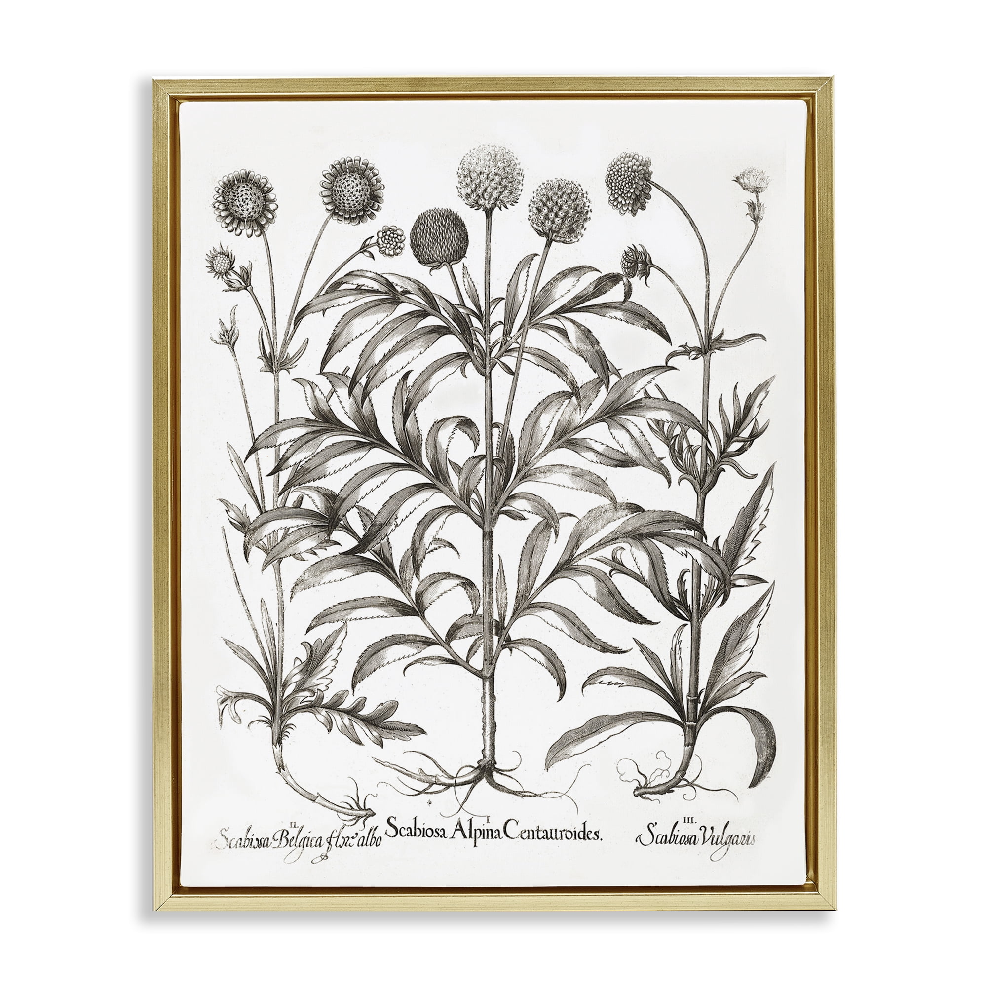 Stupell Industries Scientific Vintage Flowers Botanical & Floral Painting Gold Floater Framed Art Print Wall Art, 17 x 21