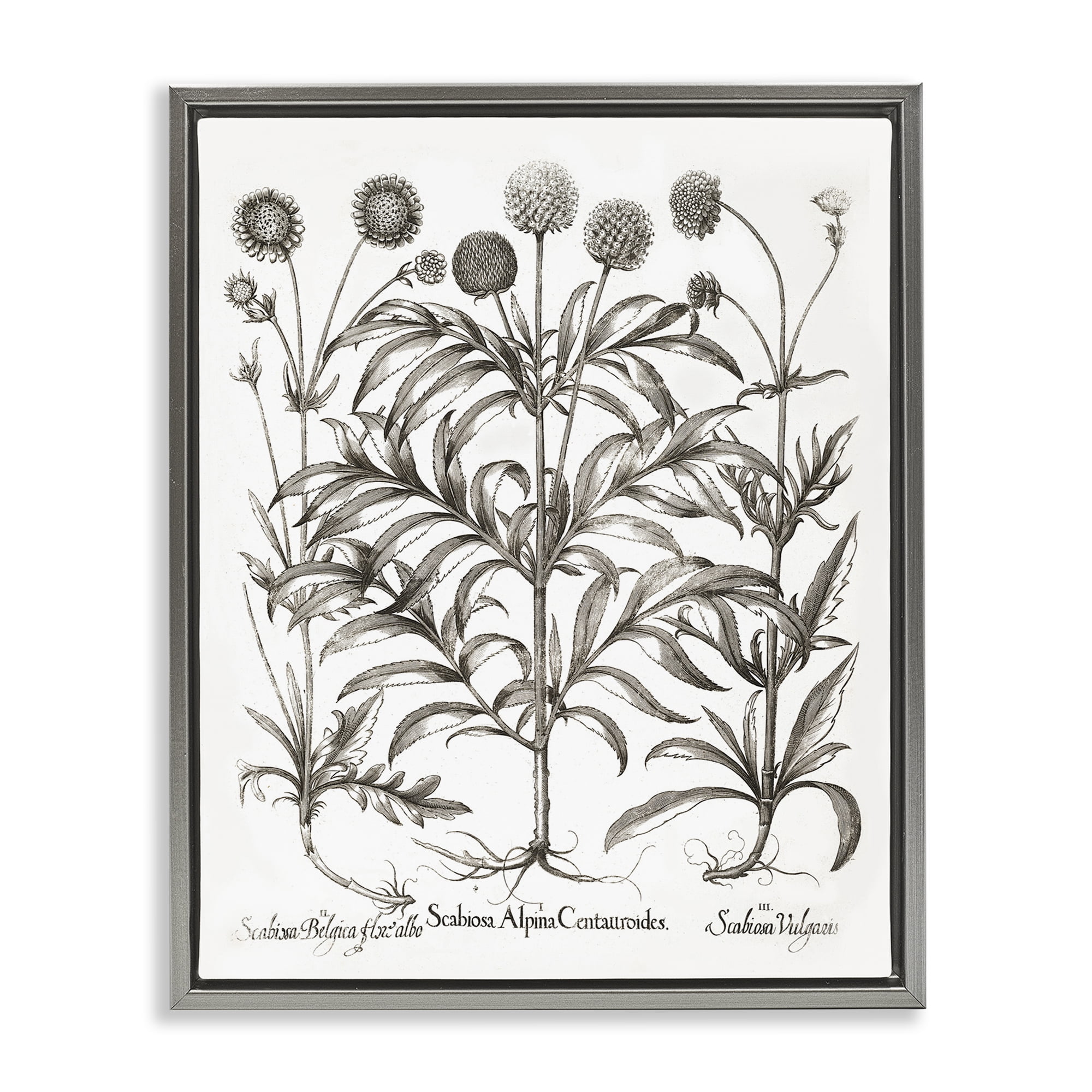 Stupell Industries Scientific Vintage Flowers Botanical & Floral Painting Gray Floater Framed Art Print Wall Art, 17 x 21