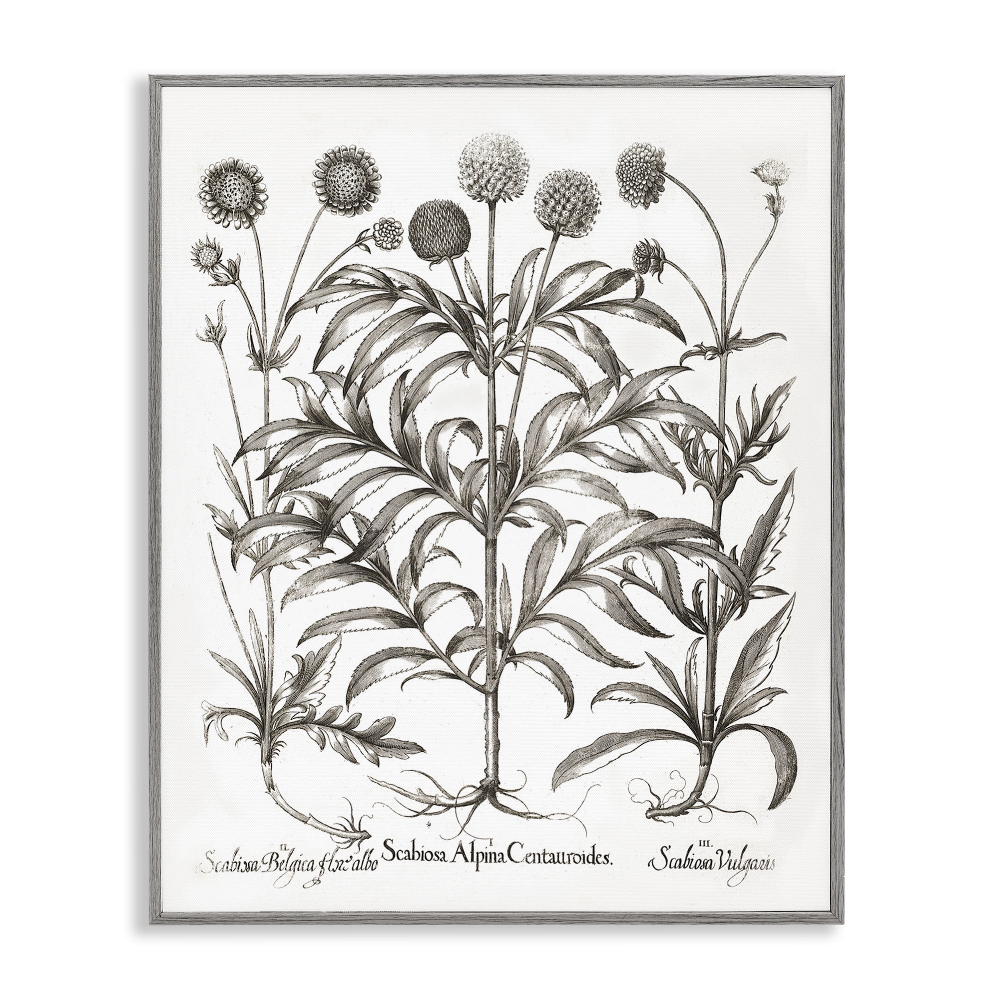 Stupell Industries Scientific Vintage Flowers Botanical & Floral Painting Gray Framed Art Print Wall Art, 16 x 20