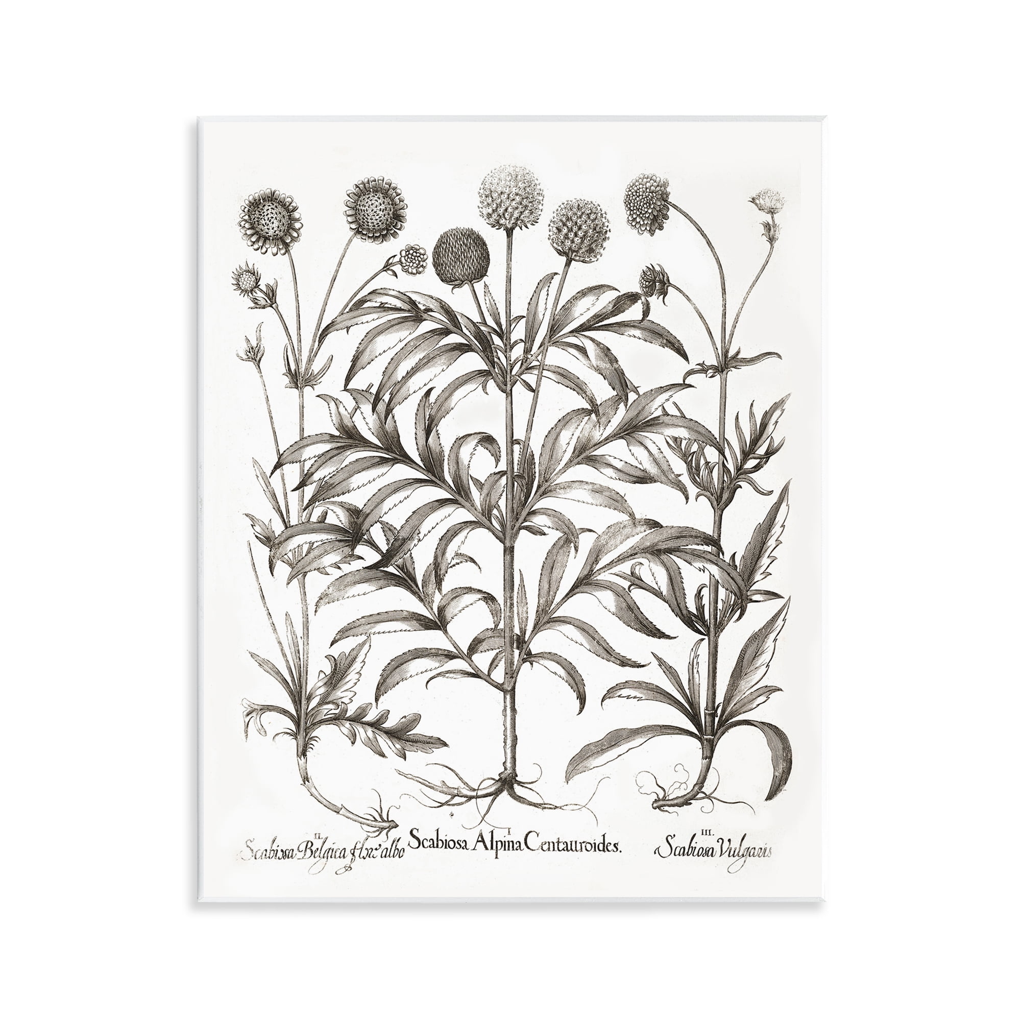 Stupell Industries Scientific Vintage Flowers Botanical & Floral Painting Unframed Art Print Wall Art, 11 x 14