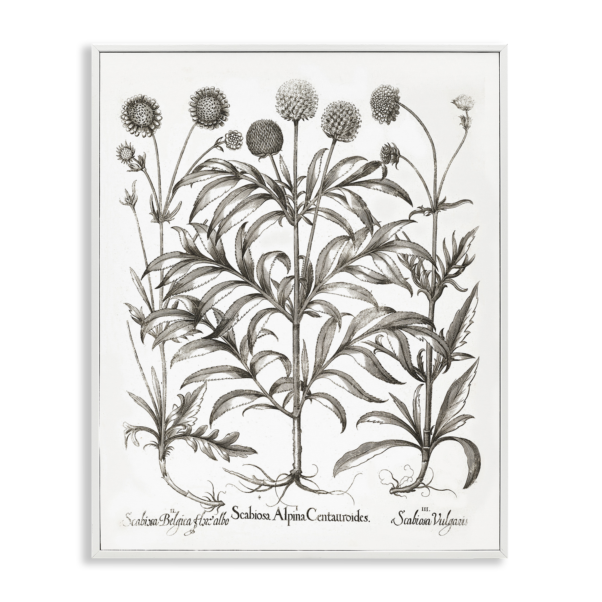 Stupell Industries Scientific Vintage Flowers Botanical & Floral Painting White Framed Art Print Wall Art, 24 x 30