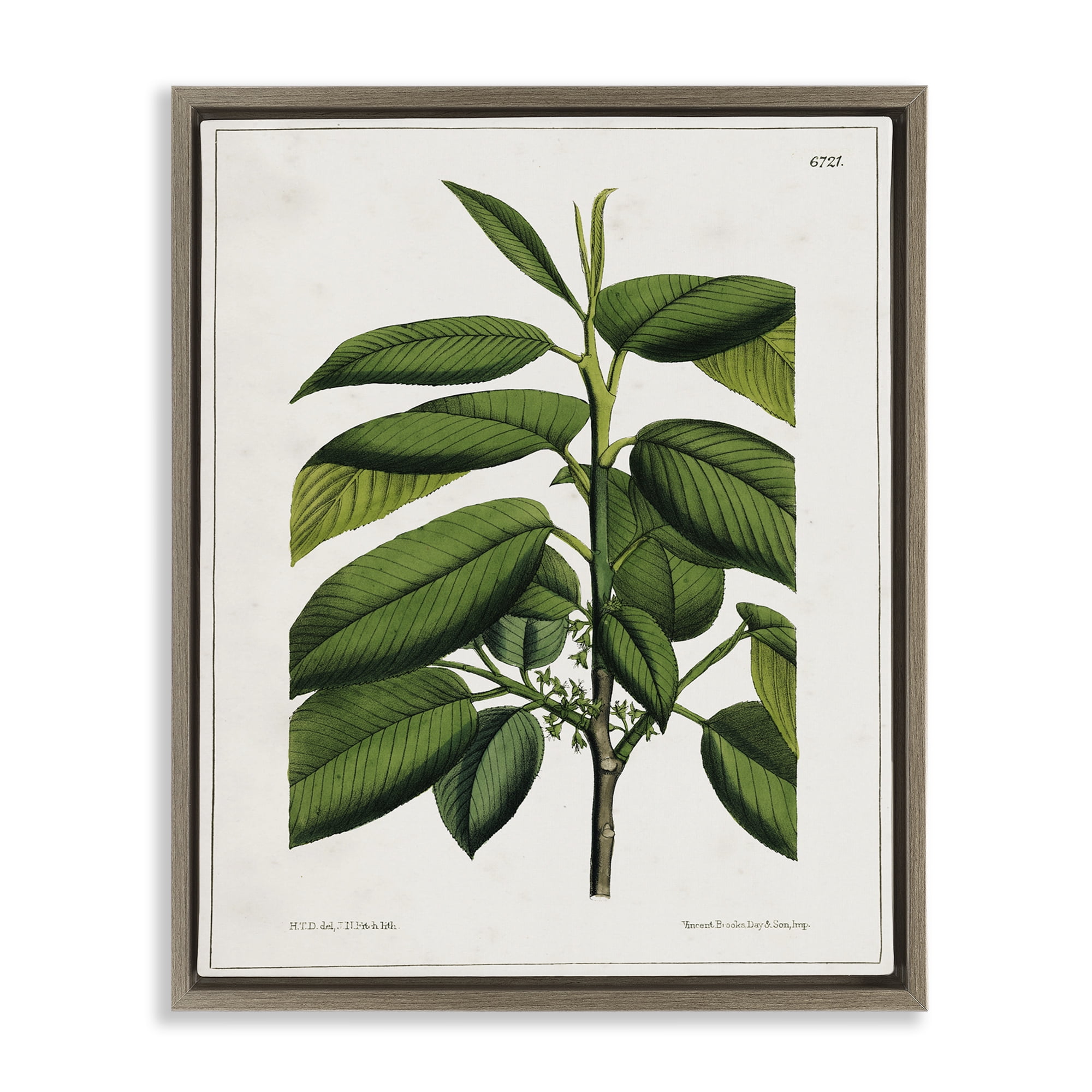 Stupell Industries Scientific Woodland Plant Plants & Flowers Painting Brown Floater Framed Canvas Art Print Wall Art, 17 x 21