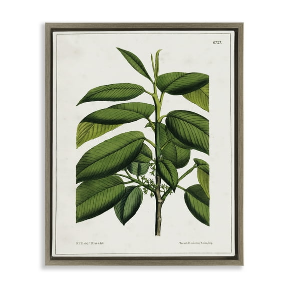 Stupell Industries Scientific Woodland Plant Plants & Flowers Painting Brown Floater Framed Canvas Art Print Wall Art, 17 x 21