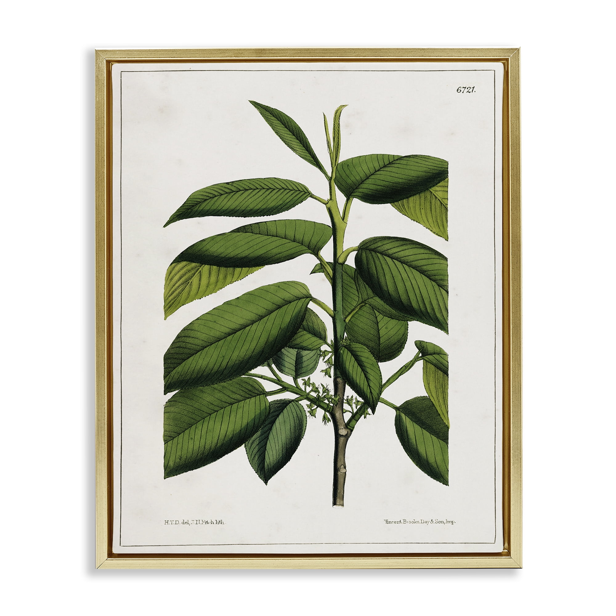 Stupell Industries Scientific Woodland Plant Plants & Flowers Painting Gold Floater Framed Canvas Art Print Wall Art, 25 x 31