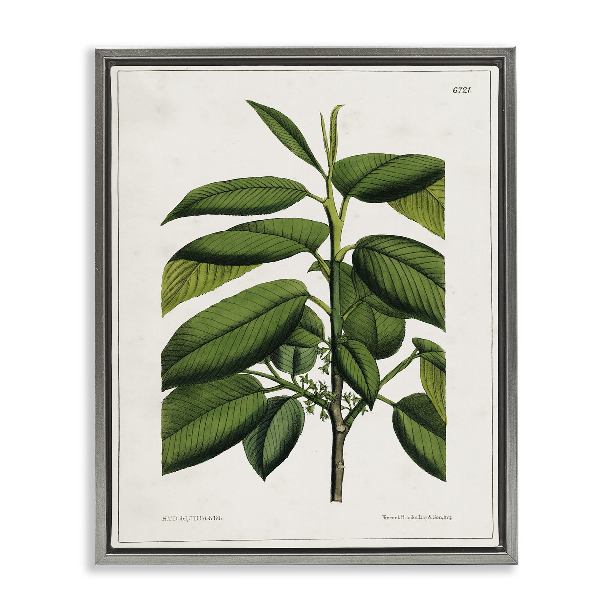 Stupell Industries Scientific Woodland Plant Plants & Flowers Painting Gray Floater Framed Canvas Art Print Wall Art, 17 x 21