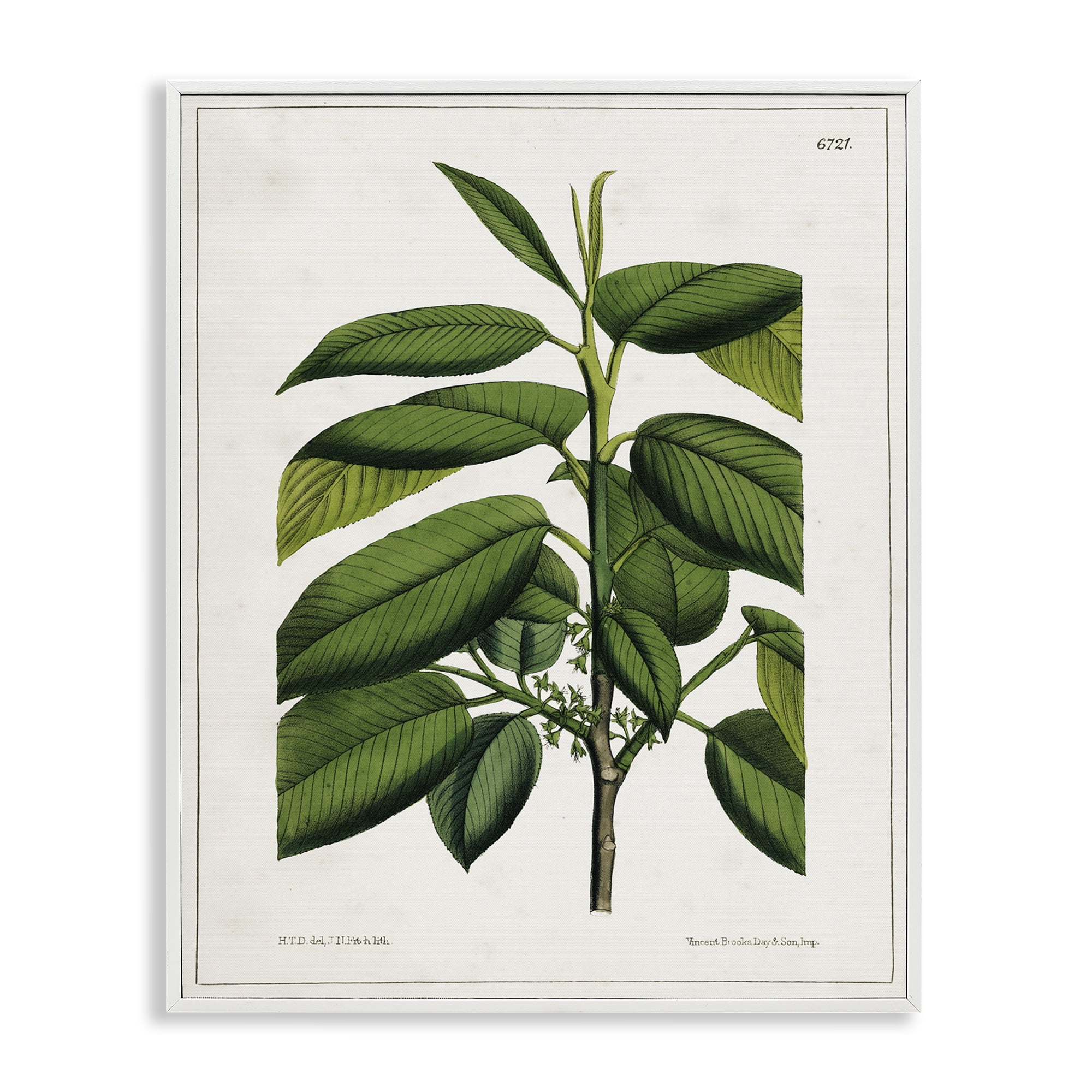 Stupell Industries Scientific Woodland Plant Plants & Flowers Painting White Framed Art Print Wall Art, 16 x 20