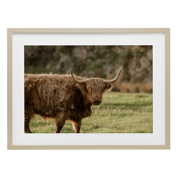 Stupell Industries Scottish Highland Grazing Birch Framed Print Under Glass design by Crystal Lynn Collins, 17 x 23