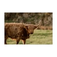 thumbnail image 1 of Stupell Industries Southwestern Scottish Highland Grazing Canvas Art, 36 x 24, by Crystal Lynn Collins, 1 of 8