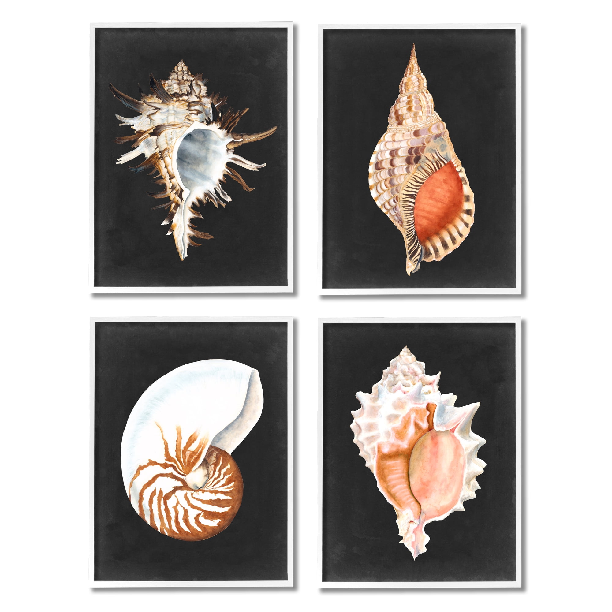 Stupell Industries Sea Shell Clam Conch Collection Realistic Illustration ,11 x 14, Design by Michael Willett