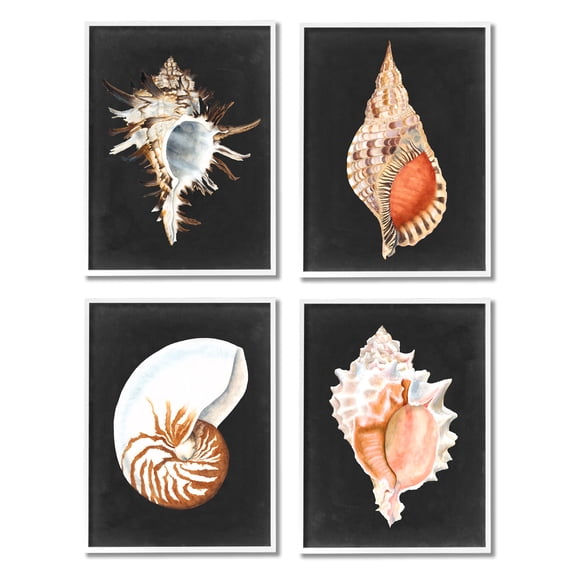 Stupell Industries Sea Shell Clam Conch Collection Realistic Illustration ,11 x 14, Design by Michael Willett