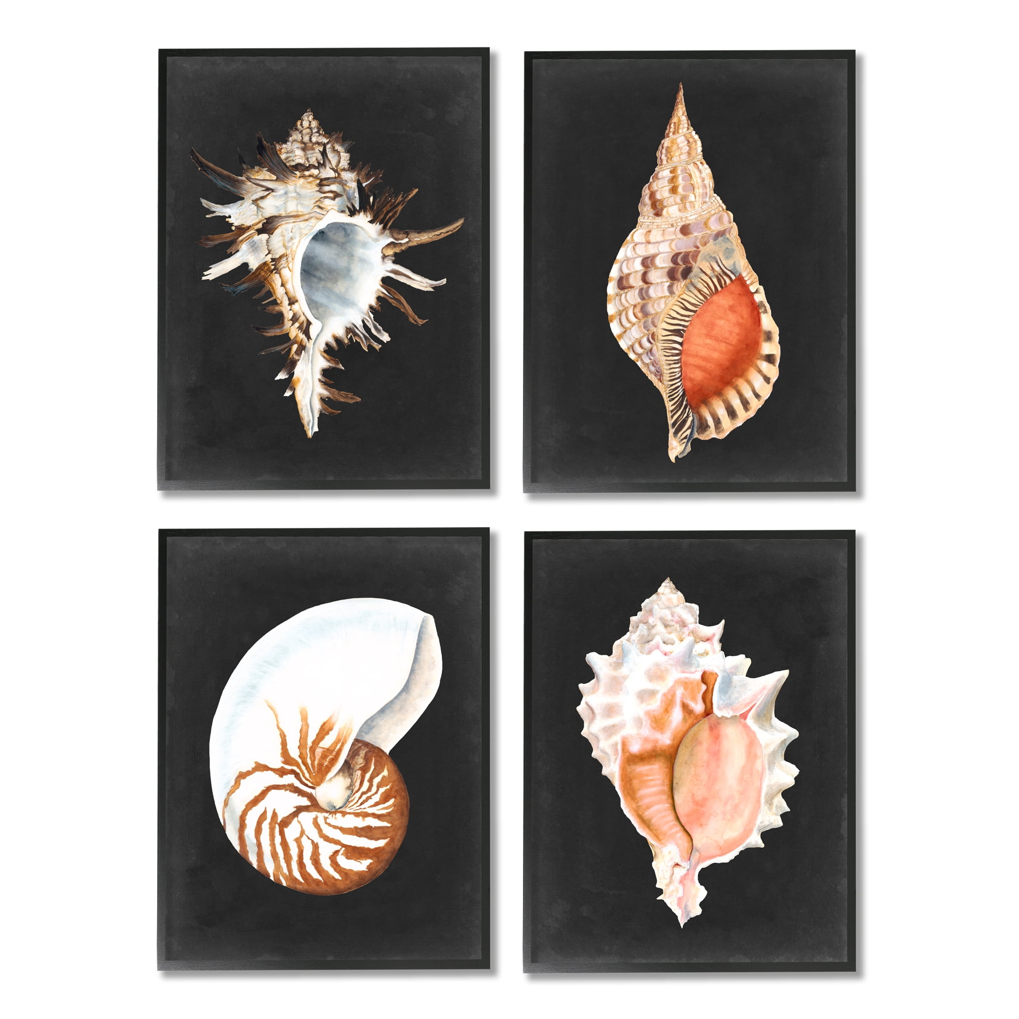Stupell Industries Sea Shell Clam Conch Collection Realistic Illustration ,16 x 20, Design by Michael Willett