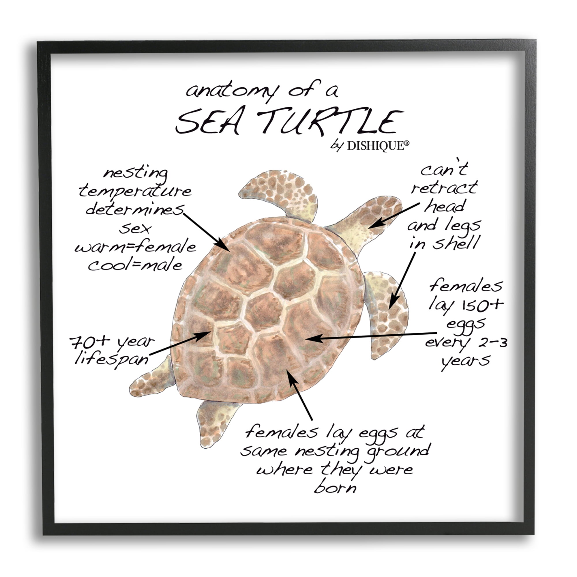 Stupell Industries Sea Turtle Anatomy Marine Life Animal Chart Graphic Art Black Framed Art Print Wall Art, Design by Dishique