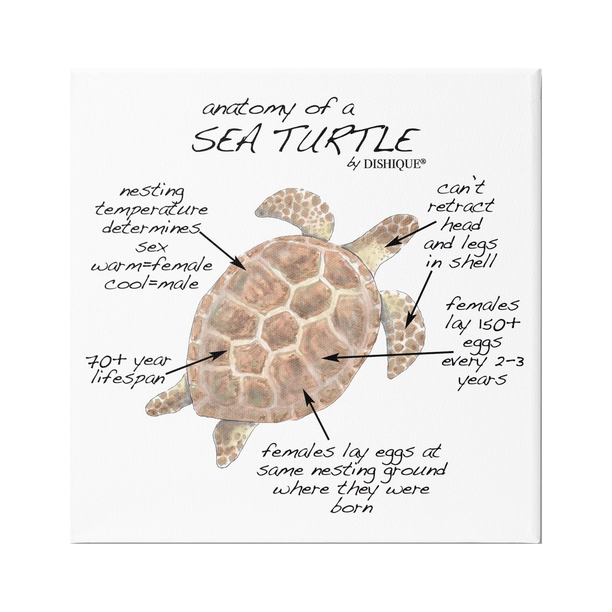 Sea Turtle Anatomy Chart Wood Frame Canvas Art, 24" x 24"