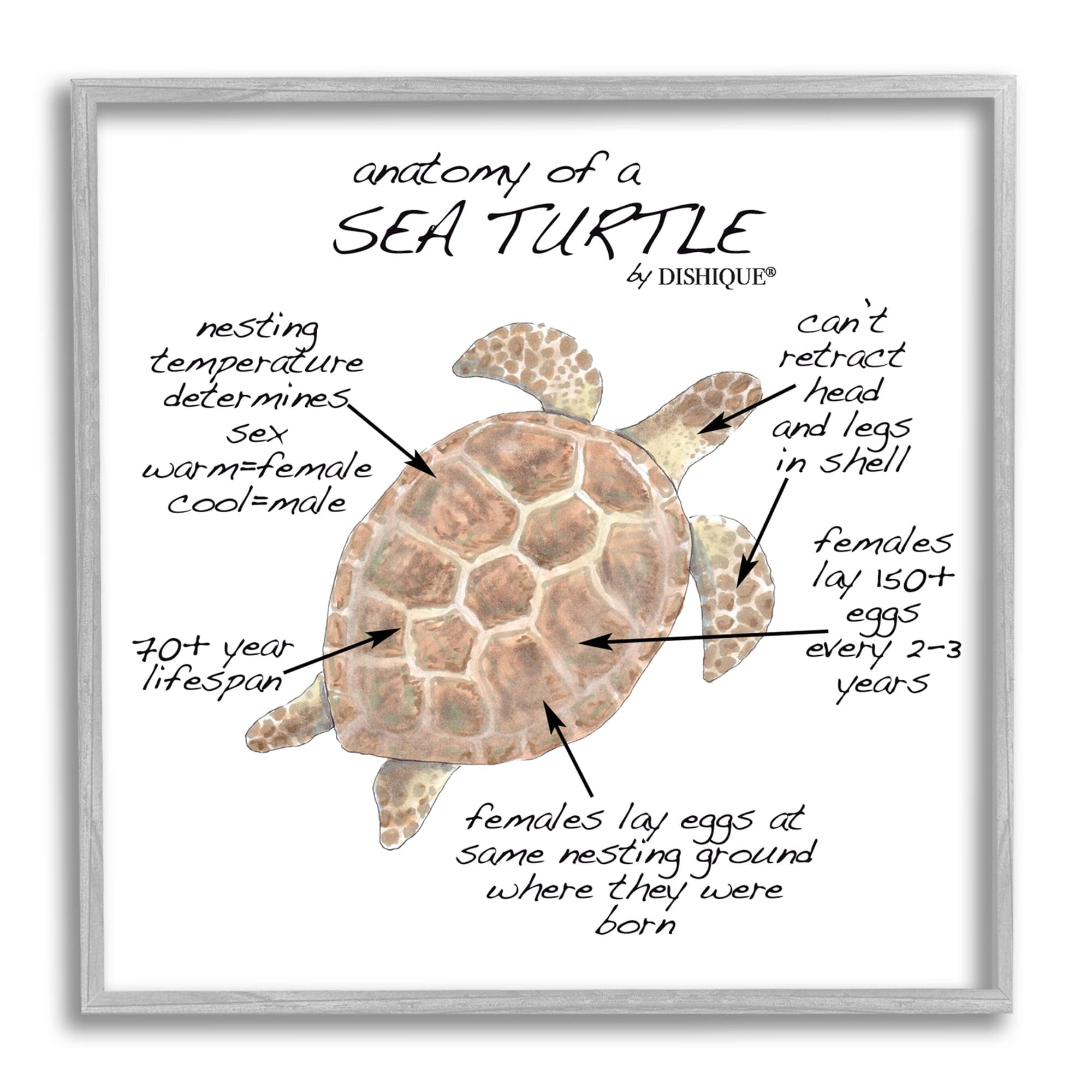 Stupell Industries Sea Turtle Anatomy Marine Life Animal Chart Graphic Art Gray Framed Art Print Wall Art, Design by Dishique