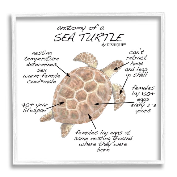 Stupell Industries Sea Turtle Anatomy Marine Life Animal Chart Graphic Art White Framed Art Print Wall Art, Design by Dishique