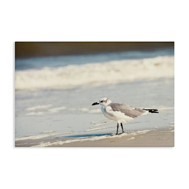 Stupell Industries Seagull Stepping on Shore Coastal Photography Gallery Wrapped Canvas Art Print Wall Art, 24 x 16
