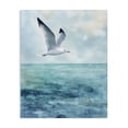 thumbnail image 1 of Stupell Industries Coastal Seagull With Black Tips Canvas Art, 16 x 20, by Franklyn Gregory, 1 of 8