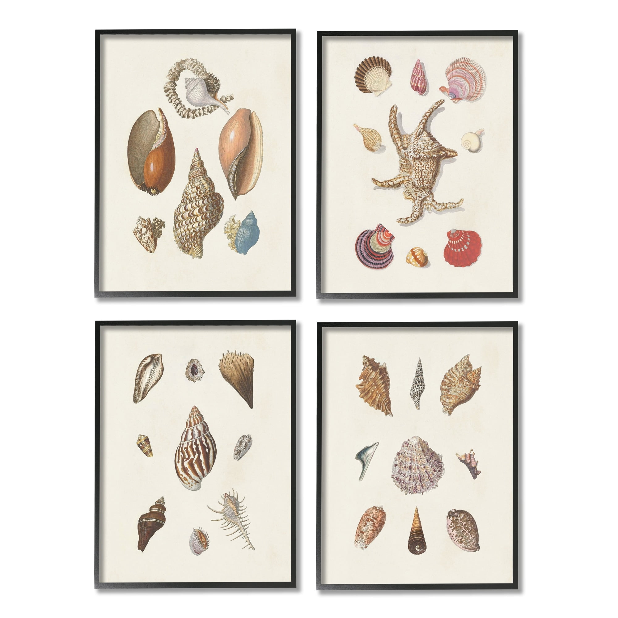 Stupell Industries Seashell Aquatic Life Latin Studies Detailed Beach Nature Graphic Art Black Framed Art Print Wall Art, Set of 4, Design by Knorr