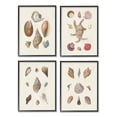 thumbnail image 1 of Stupell Industries Seashell Aquatic Life Latin Studies Detailed Beach Nature Graphic Art Black Framed Art Print Wall Art, Set of 4, Design by Knorr, 1 of 5