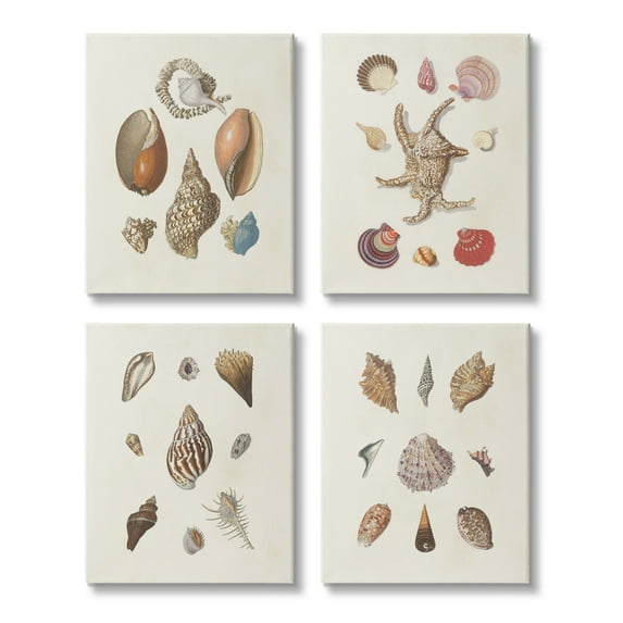 Stupell Industries Seashell Aquatic Life Latin Studies Detailed Beach Nature Graphic Art Gallery Wrapped Canvas Print Wall Art, Set of 4, Design by Knorr