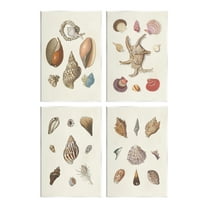 Stupell Industries Seashell Aquatic Life Latin Studies Detailed Beach Nature Graphic Art Unframed Art Print Wall Art, Set of 4, Design by Knorr