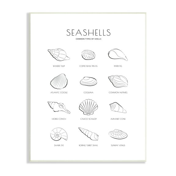 Stupell Industries Seashell Guide for Common Shells Minimal Nautical Chart Tropical Painting Unframed Art Print Wall Art, 10 x 15, Design by Martina Pavlova