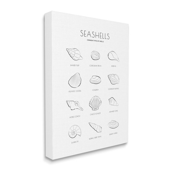 Stupell Industries Seashell Guide for Common Shells Minimal Nautical Chart, 16 x 20, Designed by Martina Pavlova