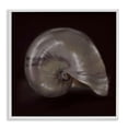 thumbnail image 1 of Seashell Treasure of Sea White Framed Giclee Art, 17 x 17, Made In USA, 1 of 7