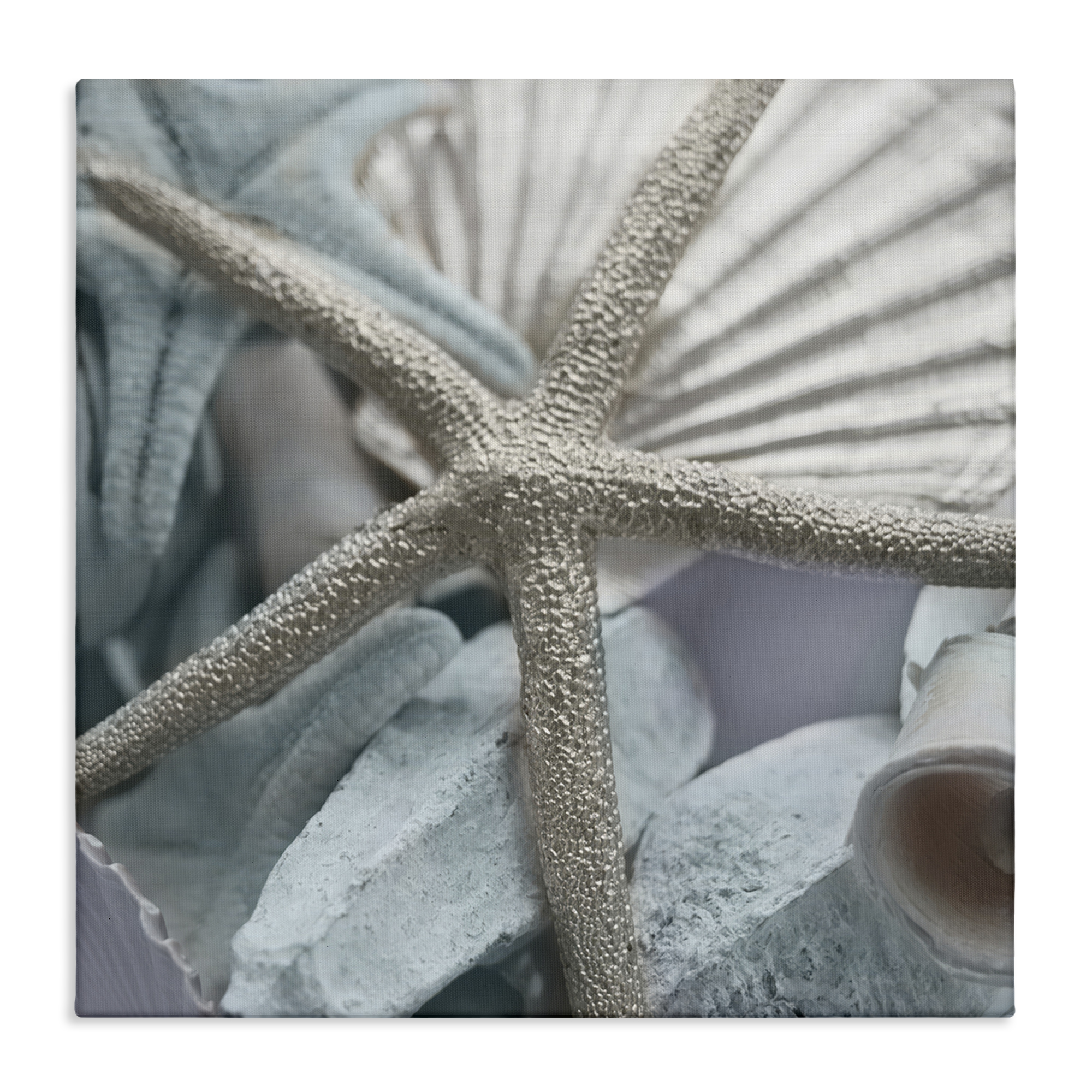 Stupell Industries Seashells & Starfish Nautical & Beach Photography Wrapped Canvas Art Print Wall Art, 36 x 36