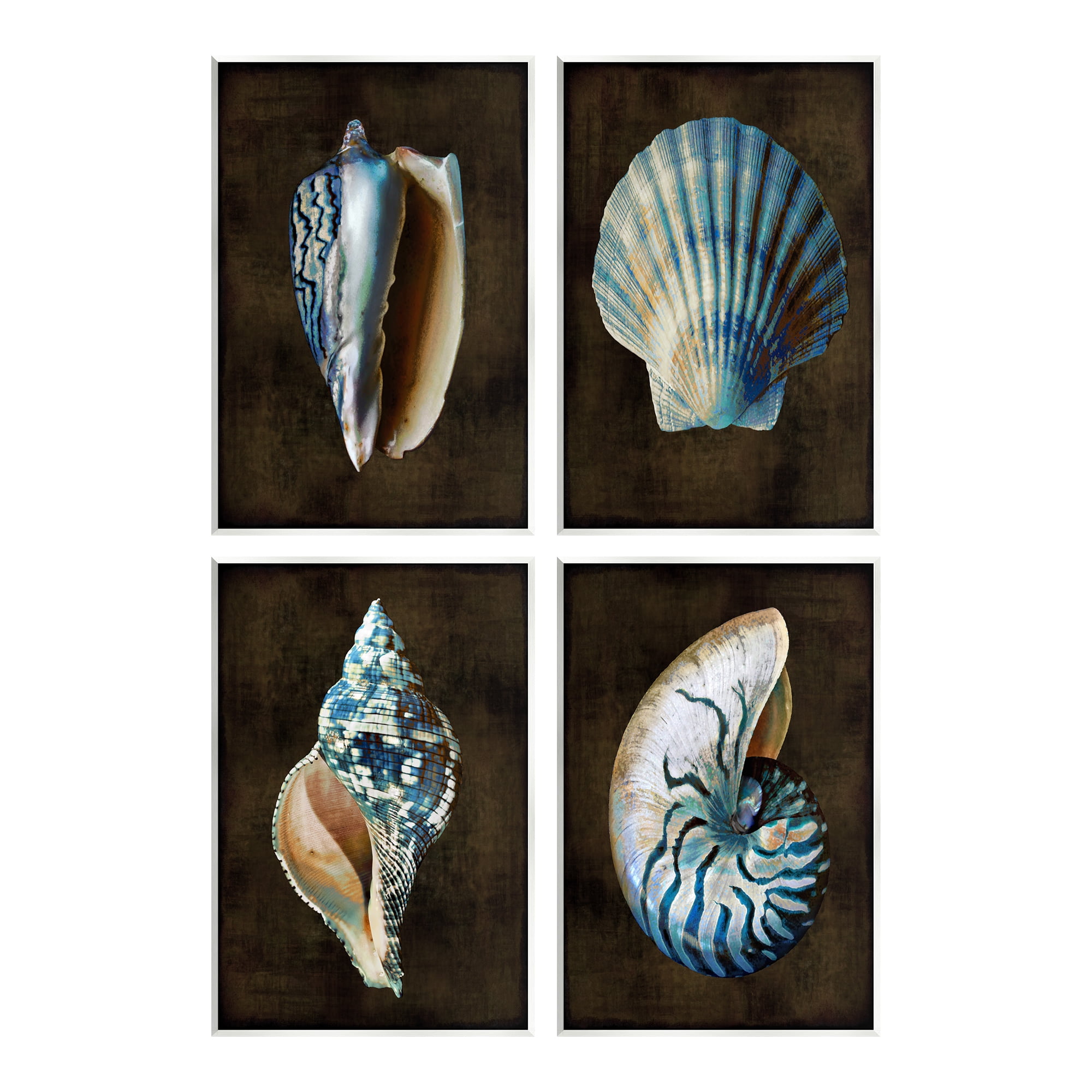 Stupell Industries Seashells on Black Animals & Insects Painting Unframed Art Print Wall Art, 13 x 19, Set of 4