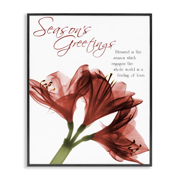 Stupell Industries Season's Greetings Holiday Amaryllis Black Framed Giclee Art design by Albert Koetsier, 30 x 24