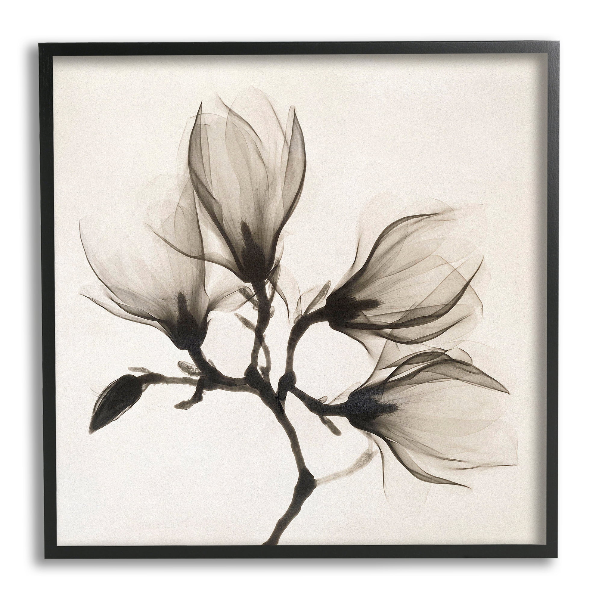 Stupell Industries Sepia Tone Tree Blossom Florals Translucent Flowers Botanical & Floral Photography Black Framed Art Print Wall Art, 12 x 12