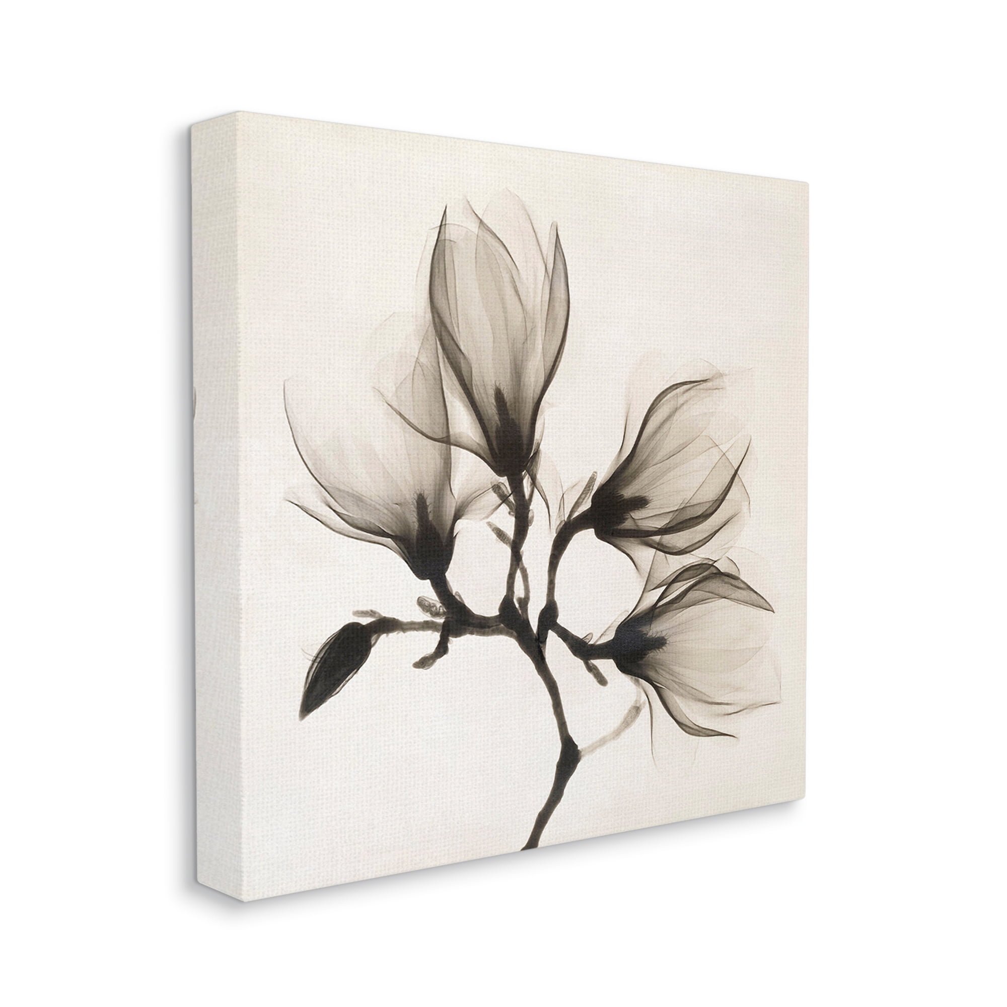 Stupell Industries Sepia Tone Tree Blossom Florals Translucent Flowers Botanical & Floral Photography Gallery Wrapped Canvas Print Wall Art, 36 x 36