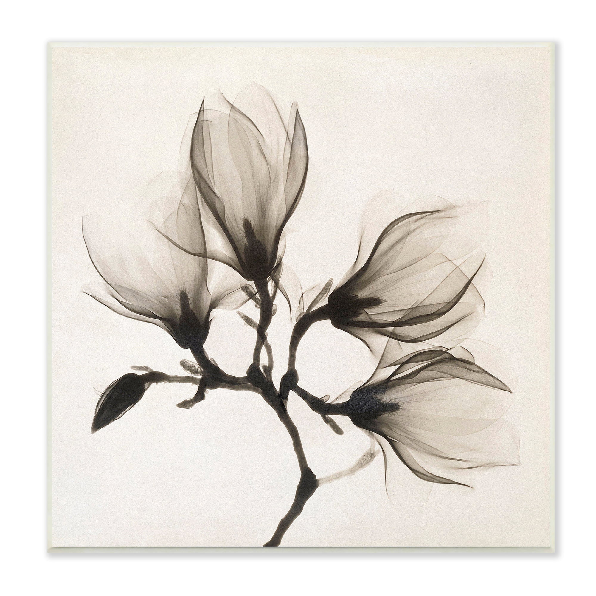 Stupell Industries Sepia Tone Tree Blossom Florals Translucent Flowers Botanical & Floral Photography Unframed Art Print Wall Art, 12 x 12