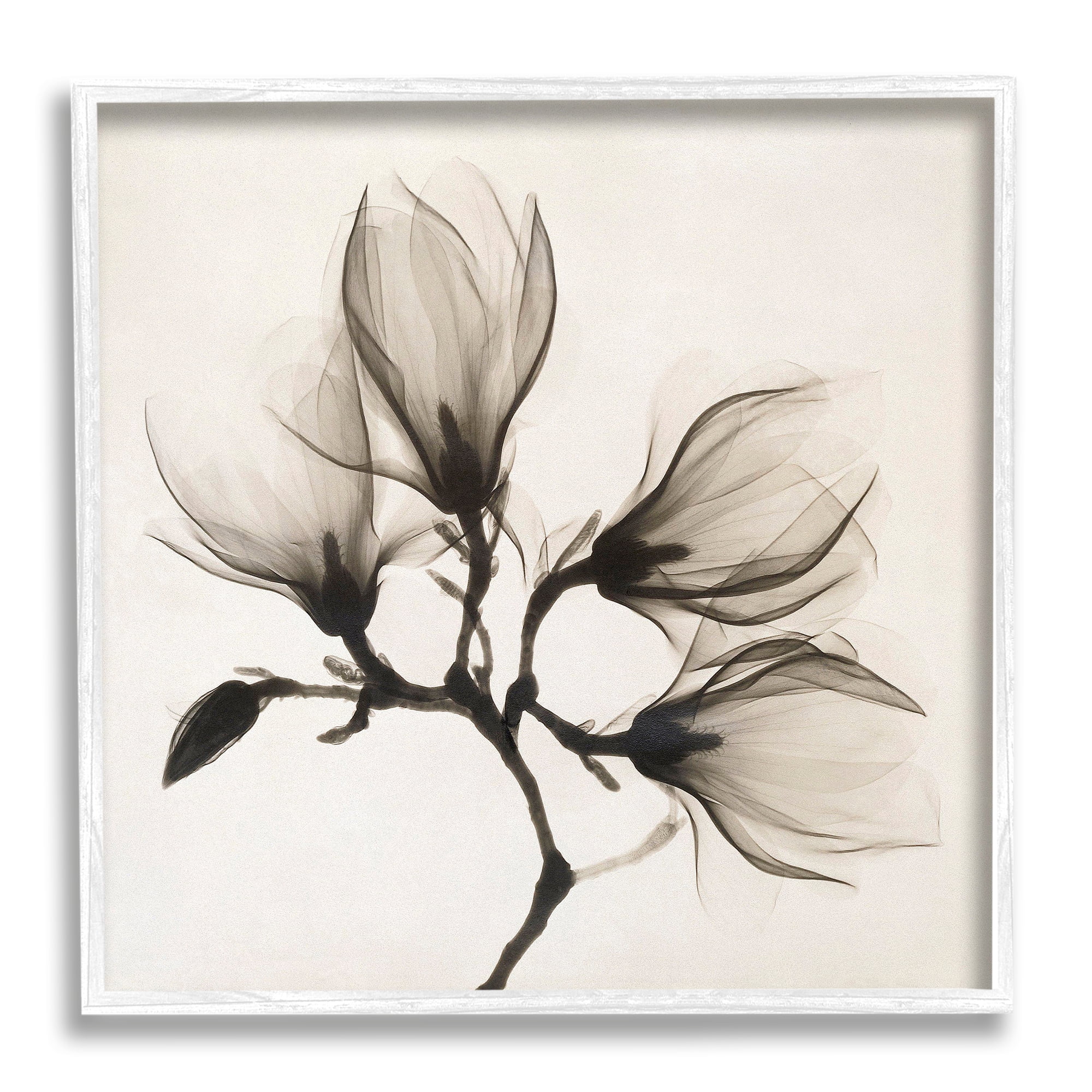 Stupell Industries Sepia Tone Tree Blossom Florals Translucent Flowers Botanical & Floral Photography White Framed Art Print Wall Art, 24 x 24