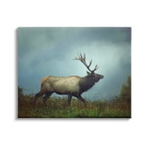 Stupell Industries Serene Elk in Nighttime Clearing Wildlife Photography Photograph Gallery Wrapped Canvas Print Wall Art, Design by Carrie Ann Grippo-Pike