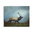 thumbnail image 1 of Stupell Industries Serene Elk in Nighttime Clearing Wildlife Photography Photograph Gallery Wrapped Canvas Print Wall Art, Design by Carrie Ann Grippo-Pike, 1 of 7