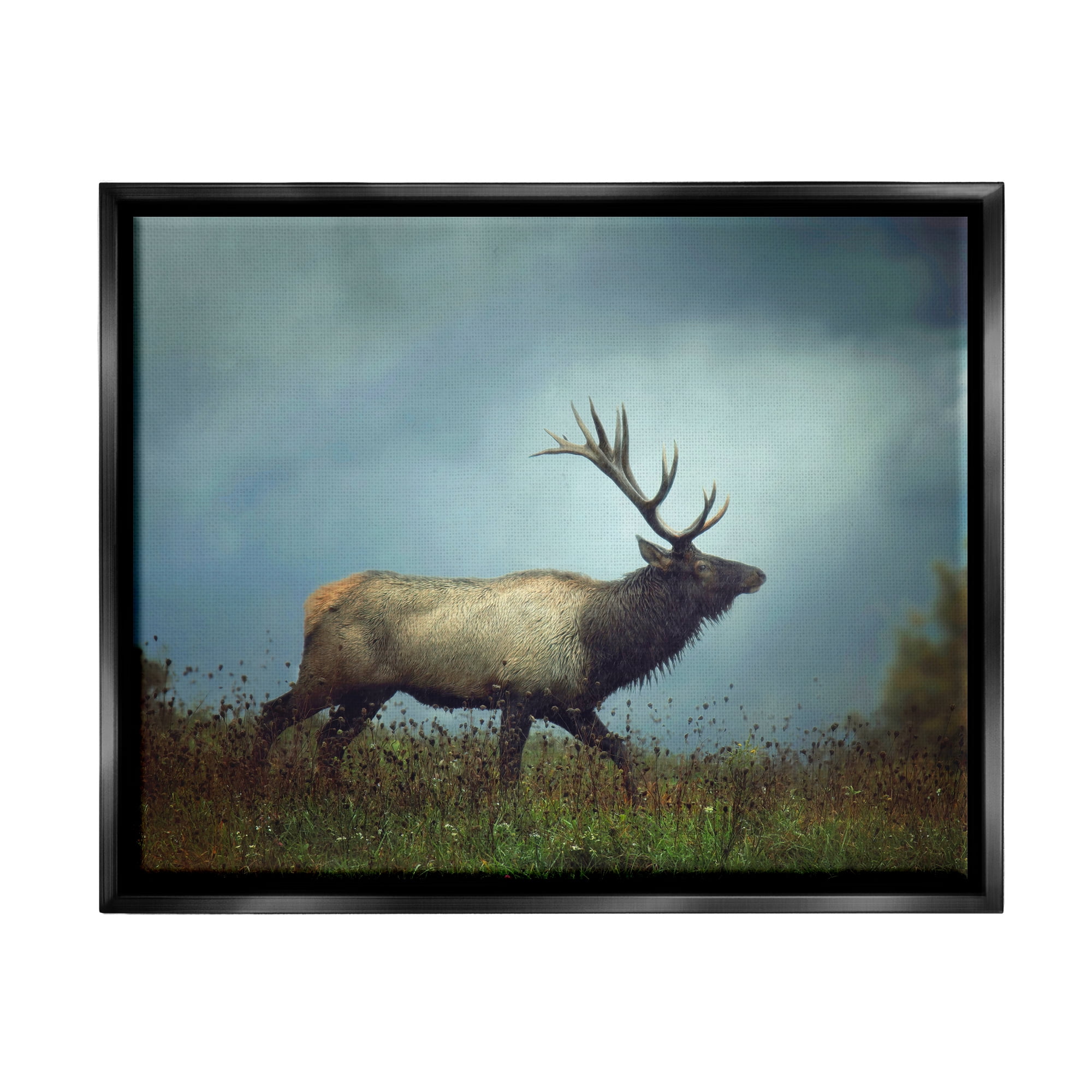 Stupell Industries Serene Elk in Nighttime Clearing Wildlife Photography Photograph Jet Black Floating Framed Canvas Print Wall Art, Design by Carrie Ann Grippo-Pike