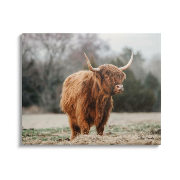 Stupell Industries Serene Highland Cattle Rural Pasture Daylight Sun Photograph Gallery Wrapped Canvas Print Wall Art, Design by Dakota Diener