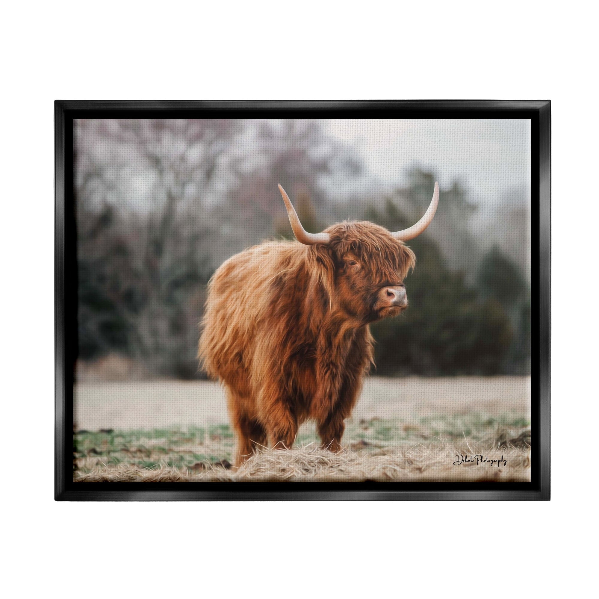 Stupell Industries Serene Highland Cattle Rural Pasture Daylight Sun Photograph Jet Black Floating Framed Canvas Print Wall Art, Design by Dakota Diener