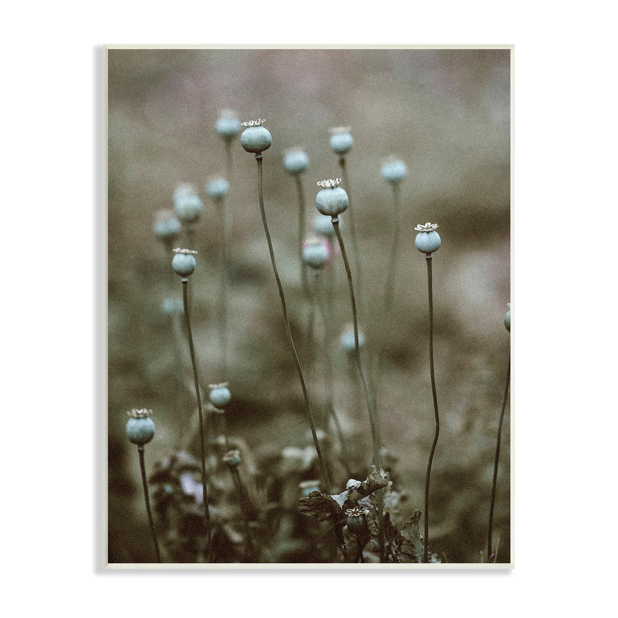 Stupell Industries Serene White Floral Bulb Woodland Photography , 10 x 15, Design by Incado