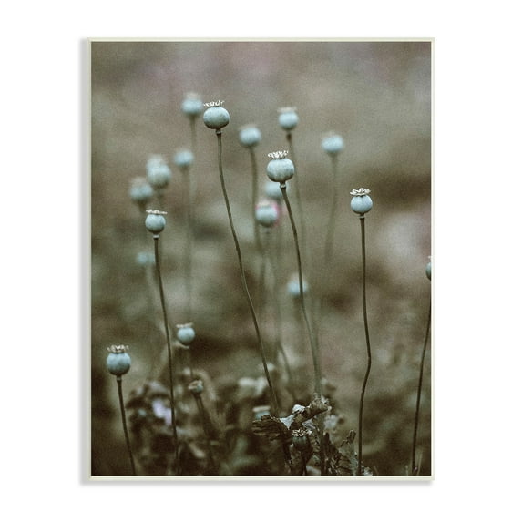 Stupell Industries Serene White Floral Bulb Woodland Photography , 10 x 15, Design by Incado